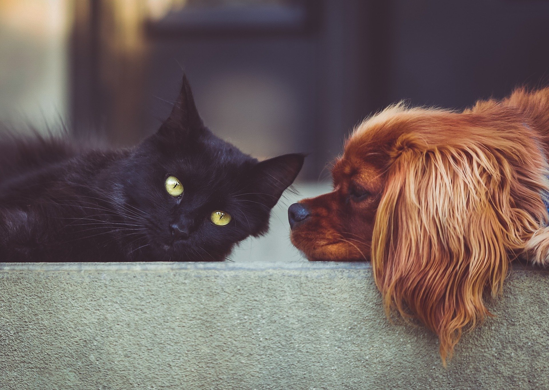 kat en hond