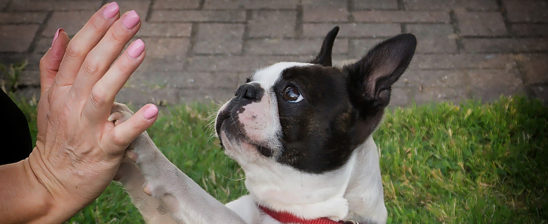 Bulldog hond