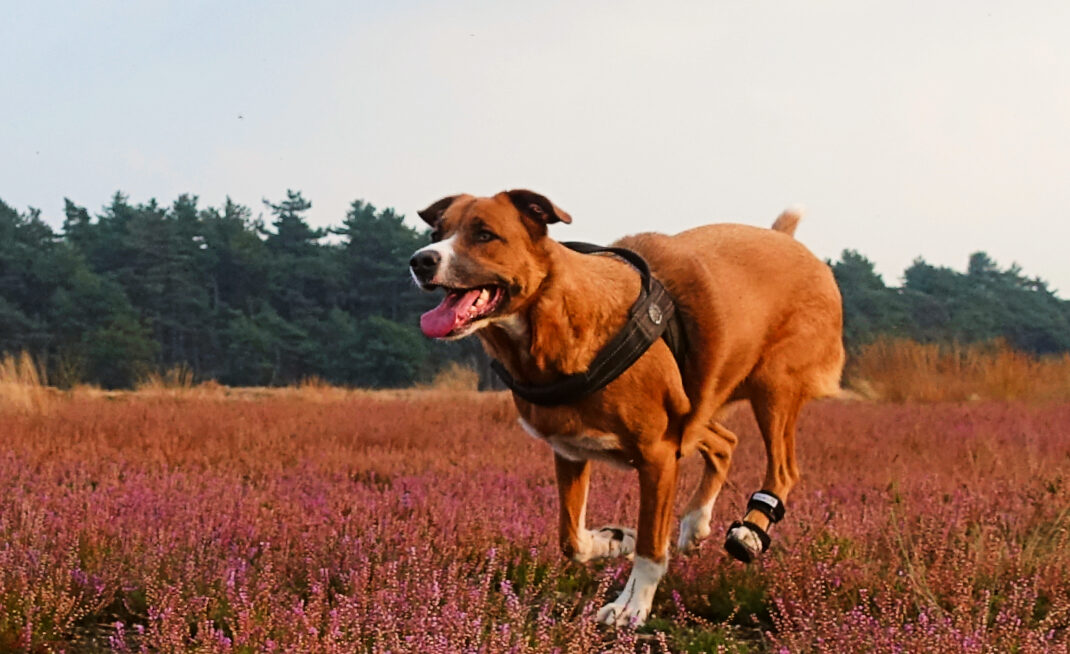 hond brace achterpoot