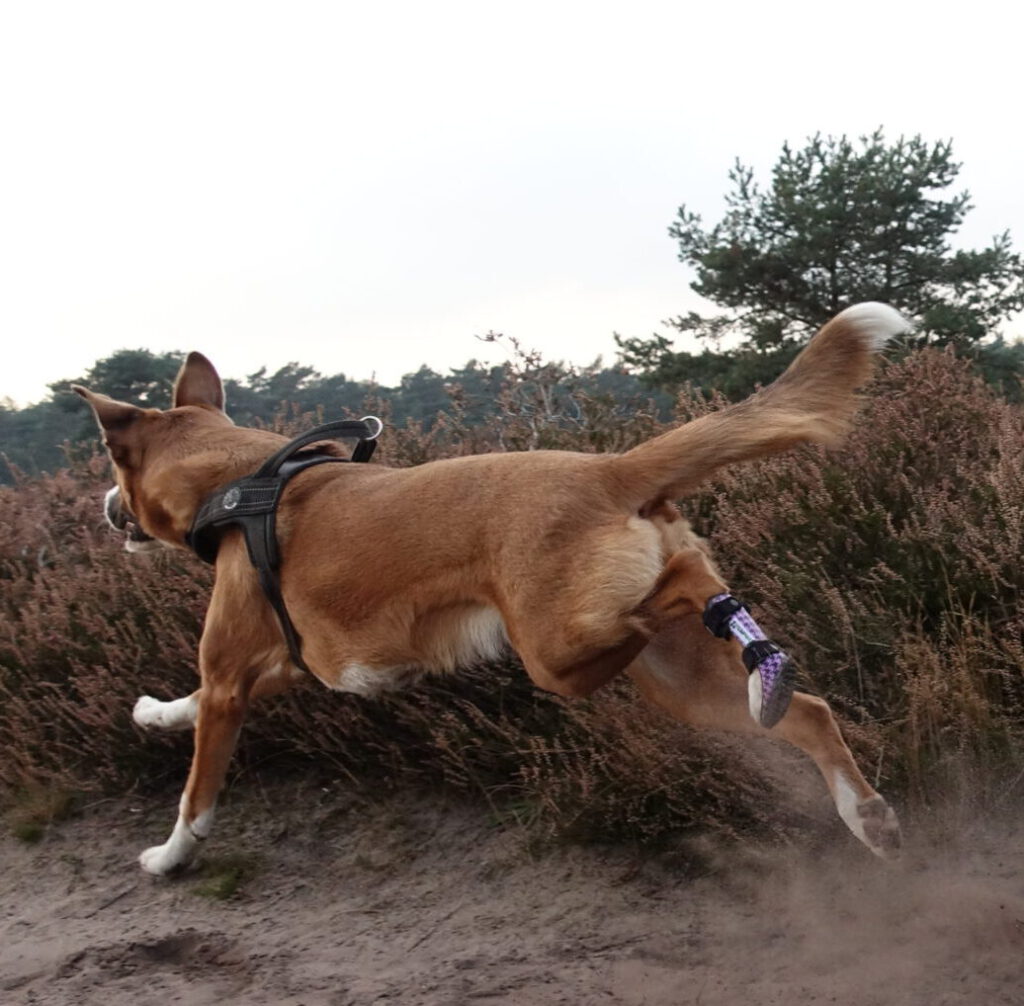 hond brace achterpoot