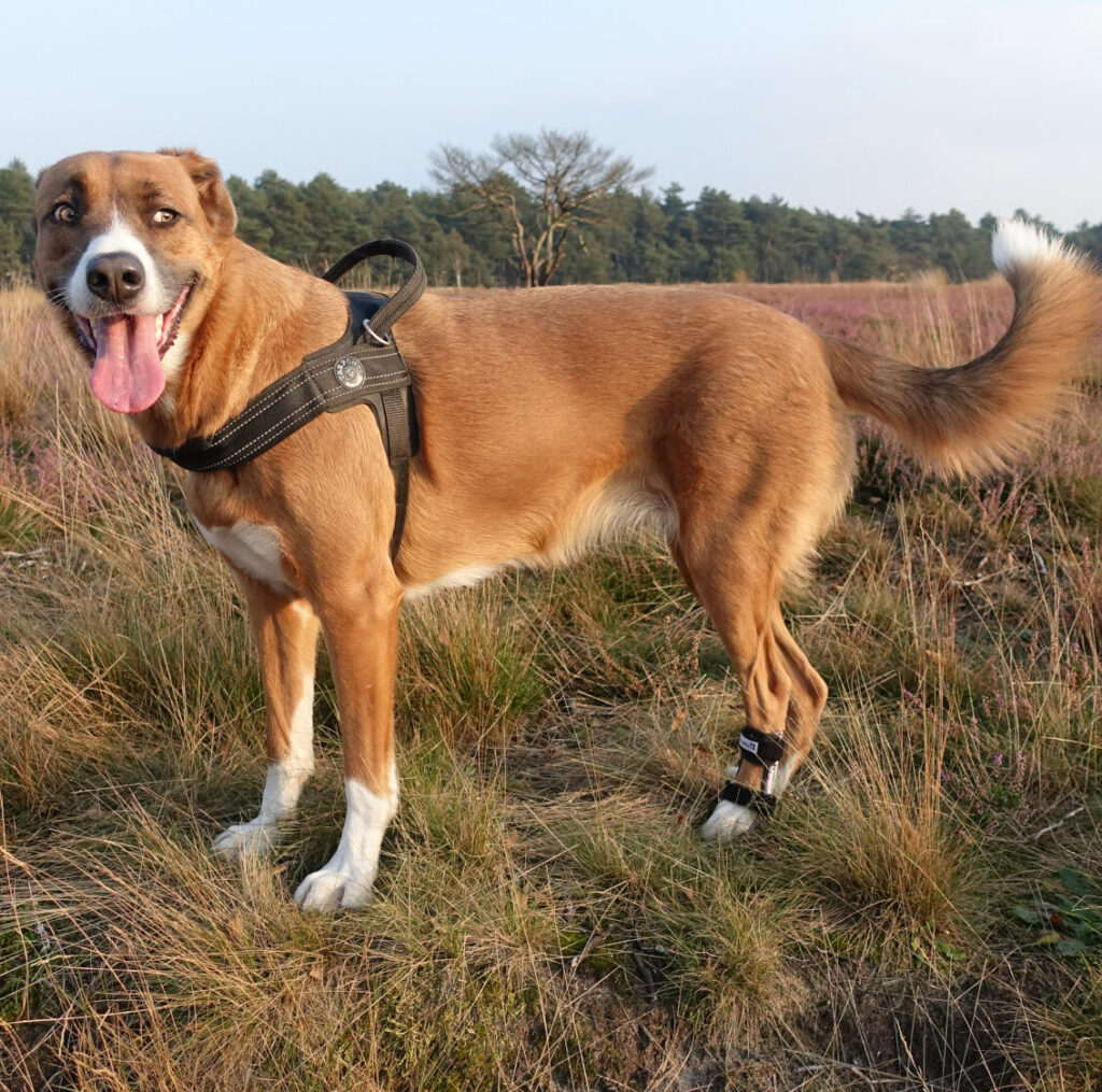 hond brace achterpoot