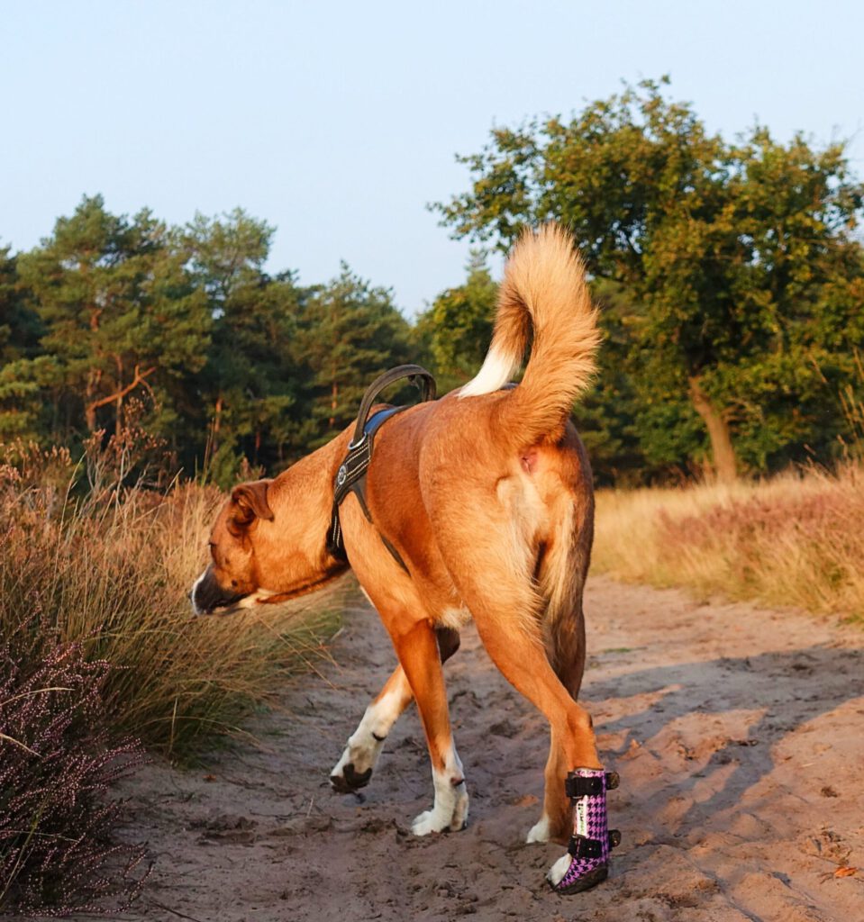 hond brace achterpoot