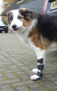 polsbrace hond