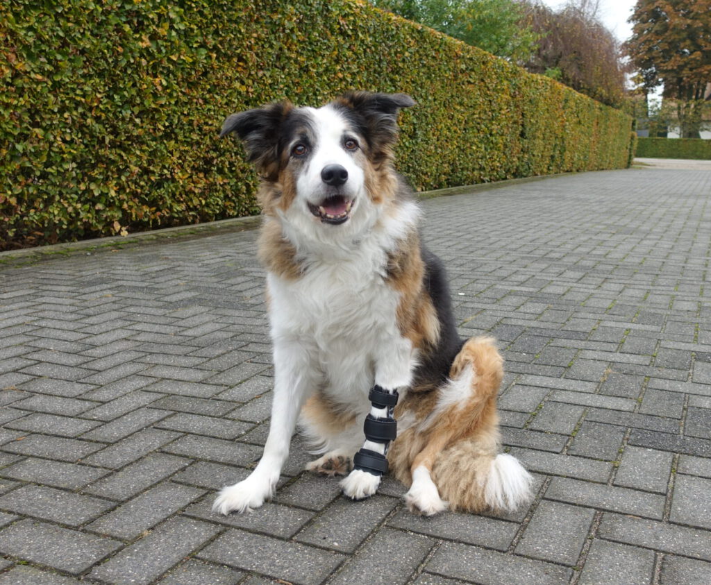 Hond polsbrace