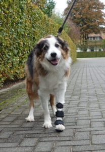 Polsbrace hond