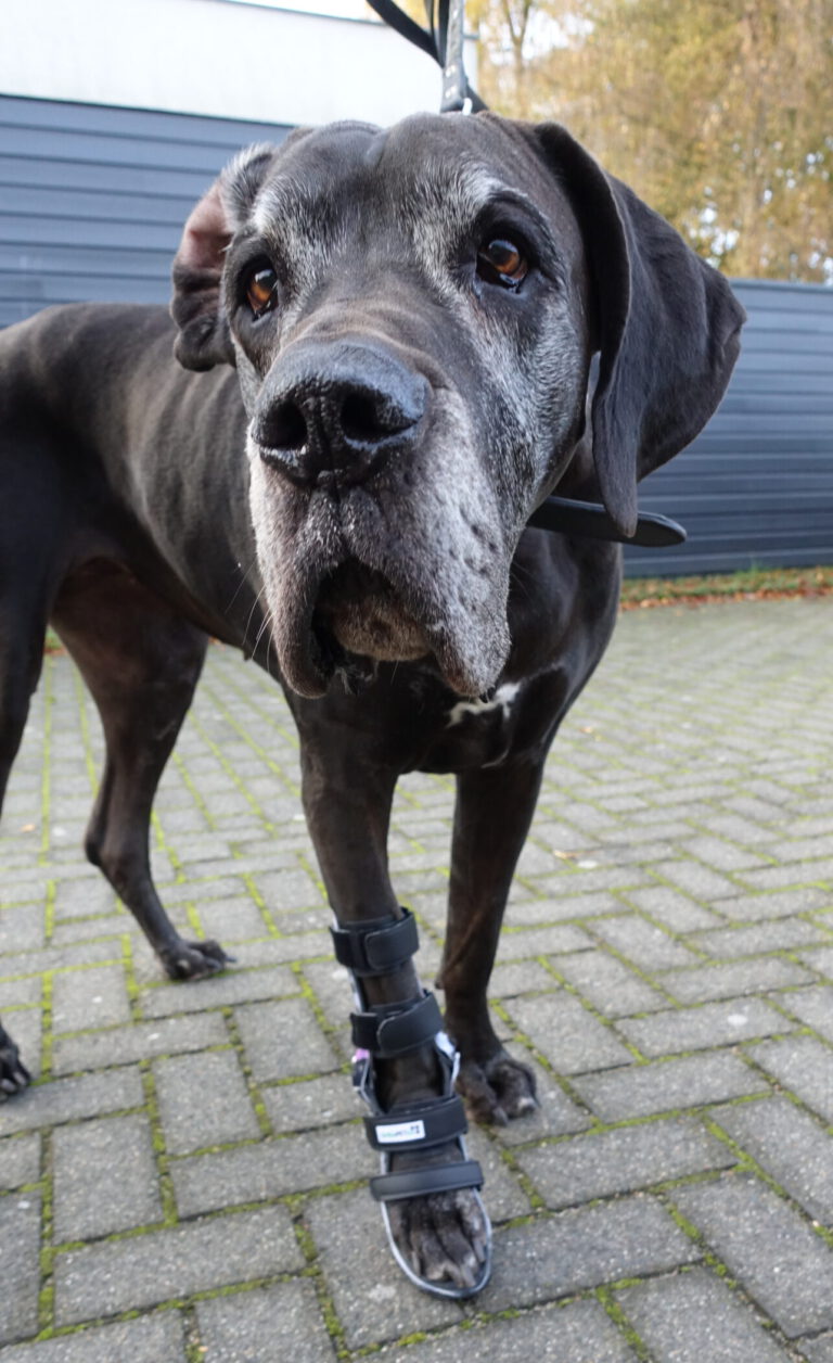 polsbrace hond
