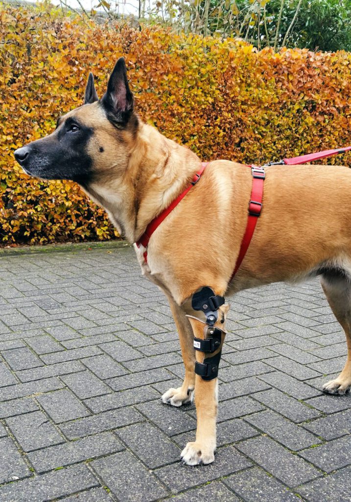Elleboogbrace hond
