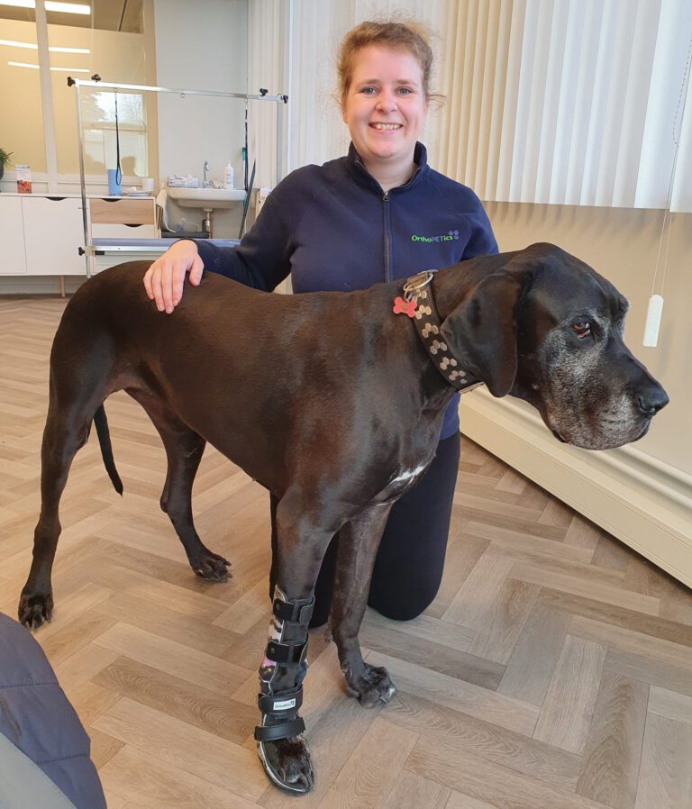 polsbrace hond