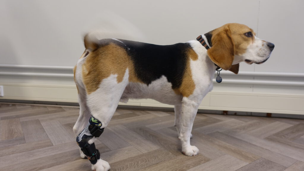 enkelbrace hond