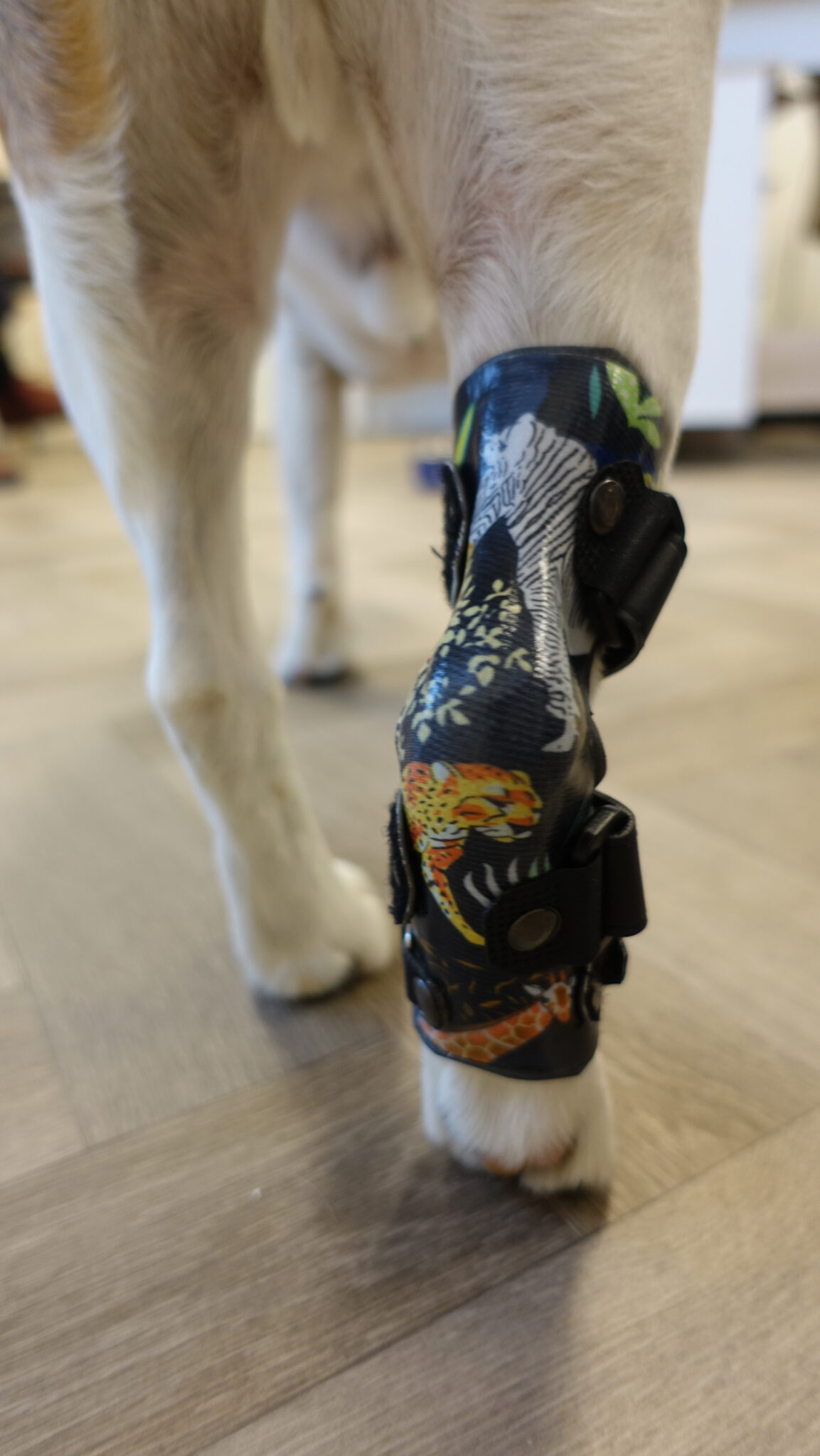 enkelbrace hond