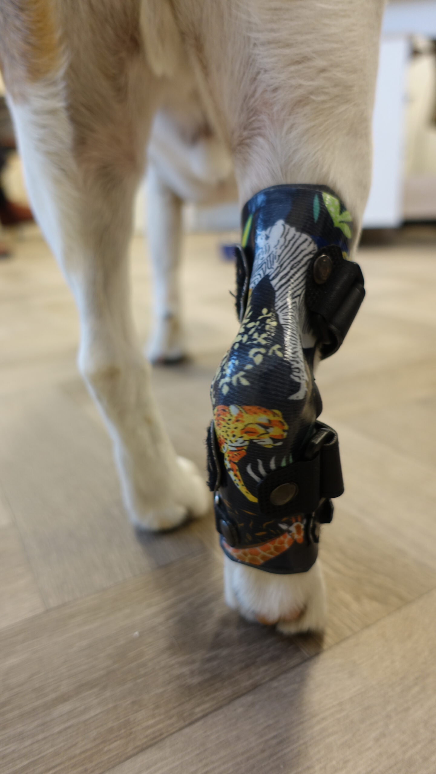 Beagle Spark met enkelbrace