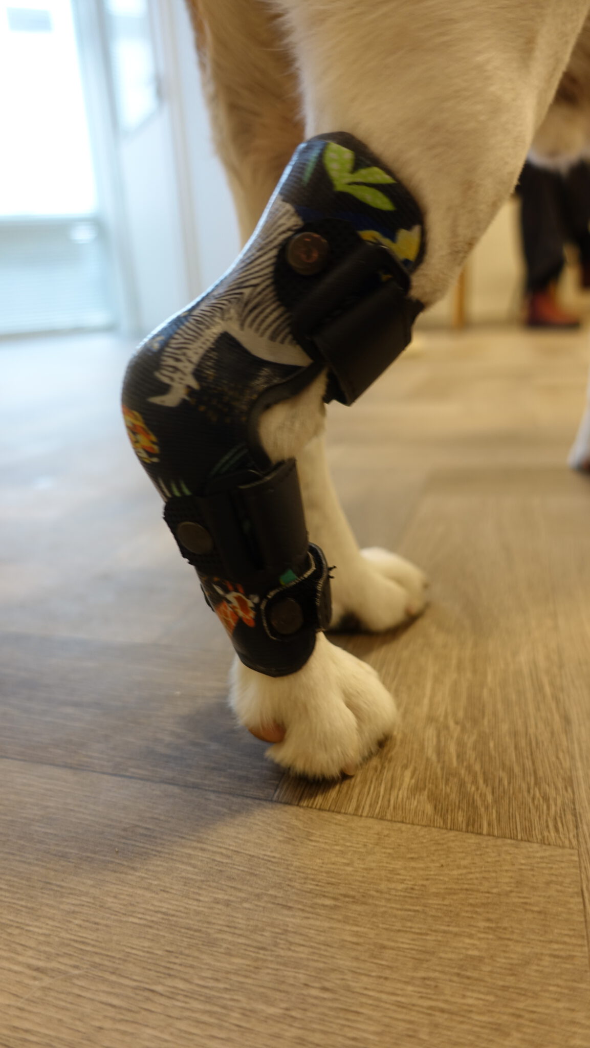 enkelbrace hond