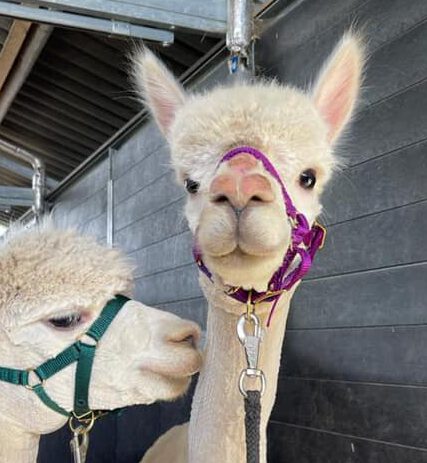 Van Alpaca naar Alpazebra
