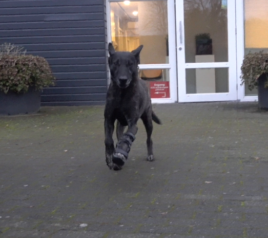polsbrace hond