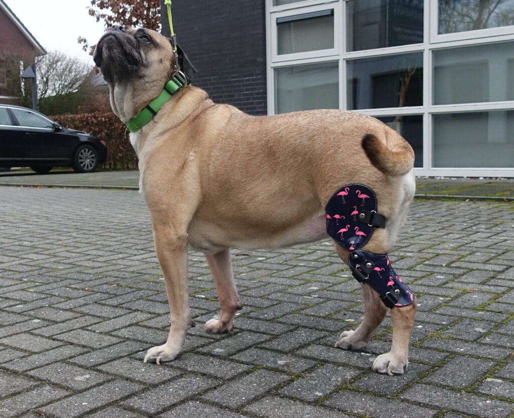 kniebrace hond