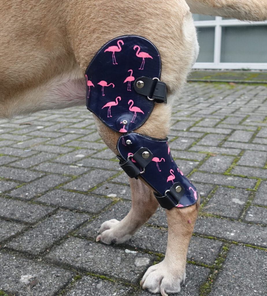 kniebrace hond