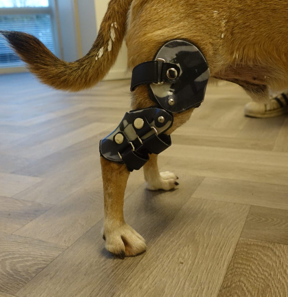 kniebrace hond