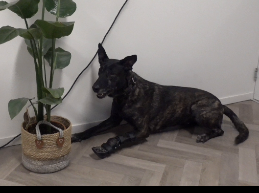 polsbrace hond