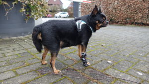 polsbrace hond
