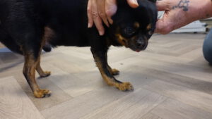 polsbrace hond