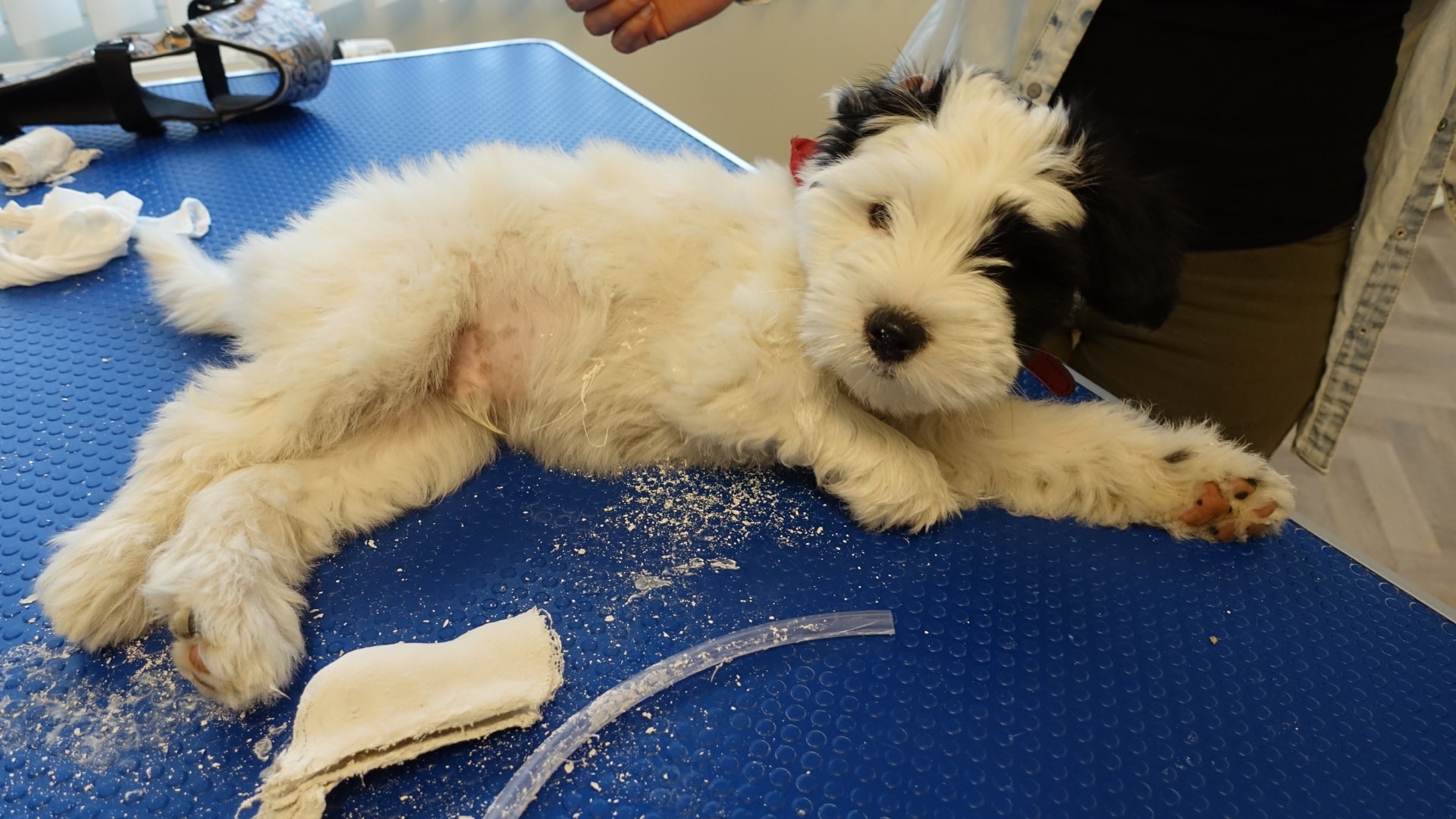 Pup Ozzy heeft zijn schoen!