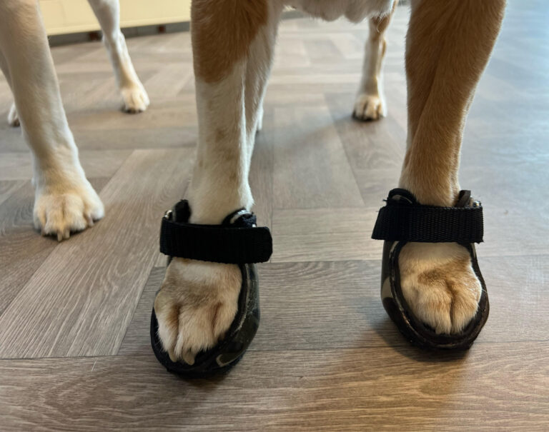 Zoe schoenen