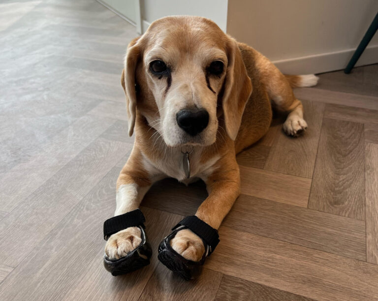 Schoenen Zoe