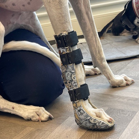polsbrace hond Boaz