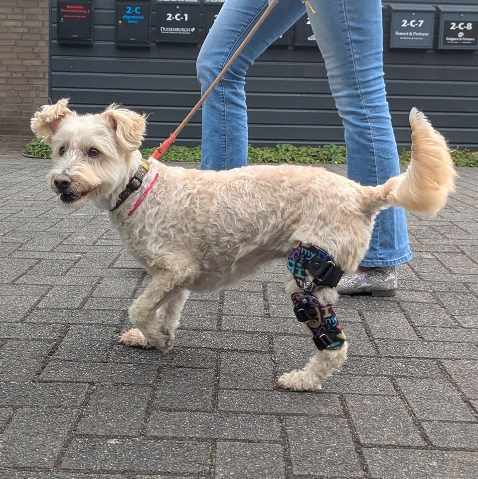 Filmpje eerste stappen Bobbi met kniebrace