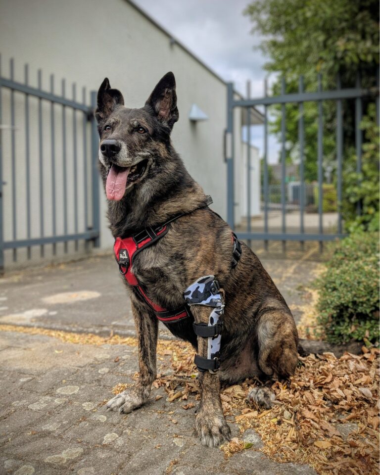 Hond Jack elleboogbrace
