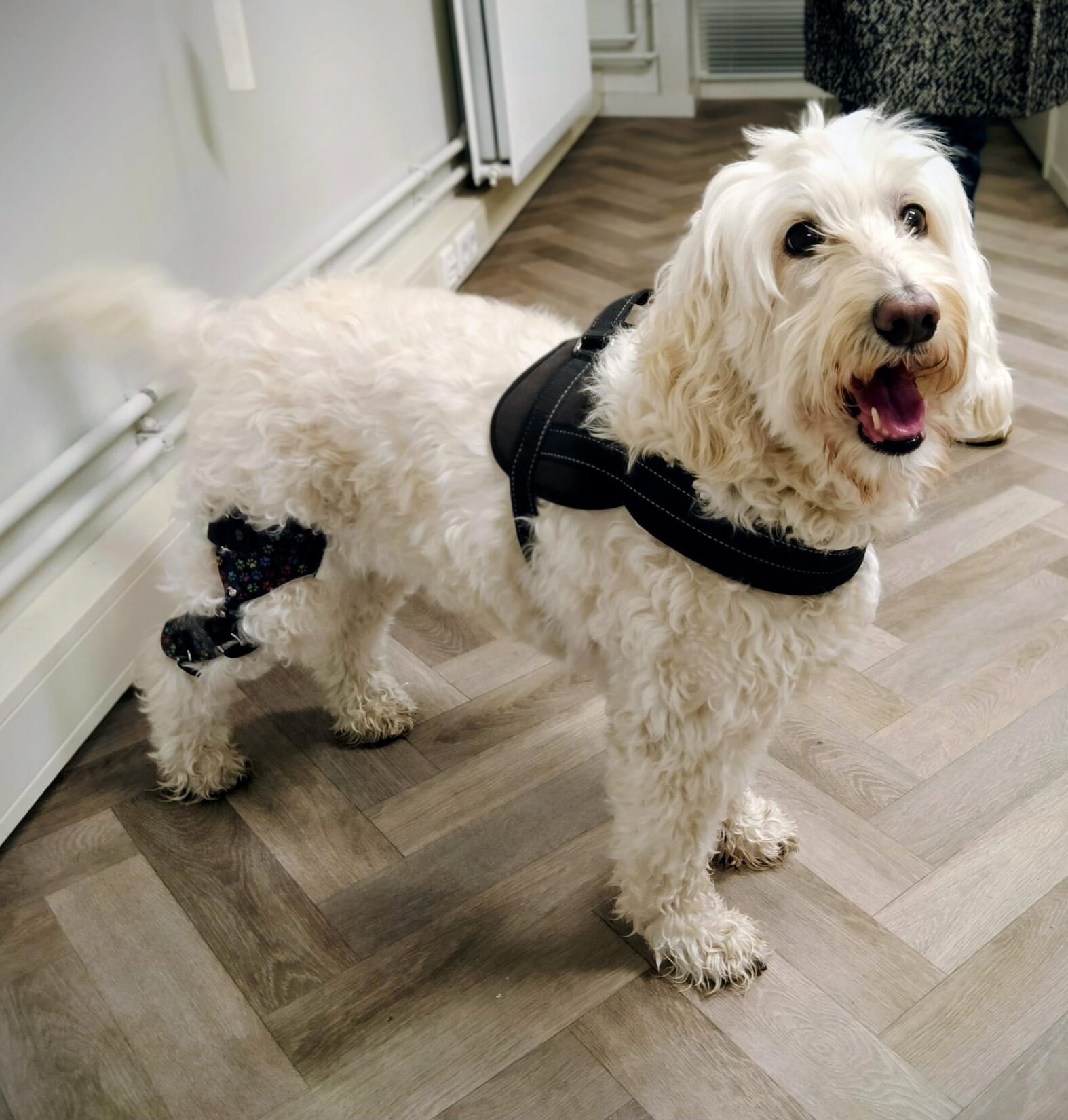 Kniebrace voor Clyde en Roxy