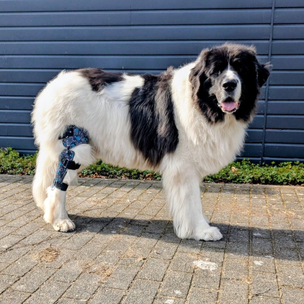 kniebrace hond